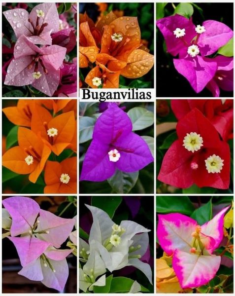 Bougainvillea
